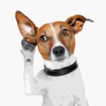 Parques para mascotas | Un lugar de diversion para tu mejor amigo