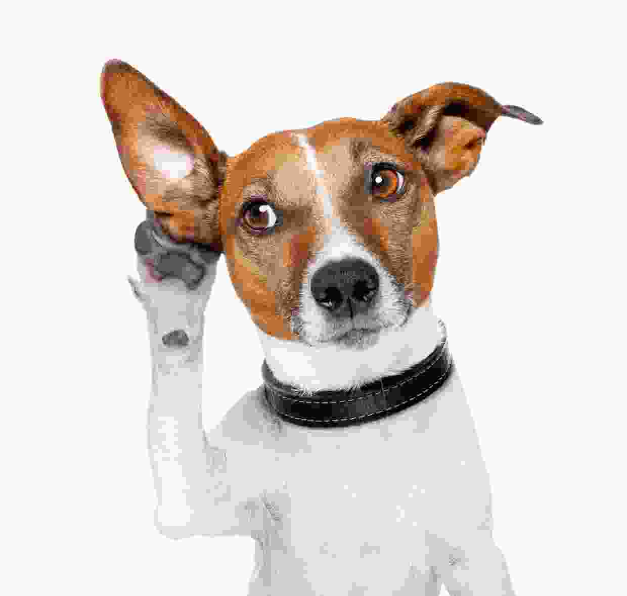 Parques para mascotas | Un lugar de diversion para tu mejor amigo