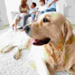 Parques para mascotas | Un lugar de diversion para tu mejor amigo