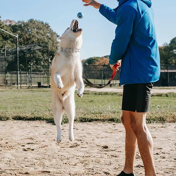 Entrenador de Perros perro saltando