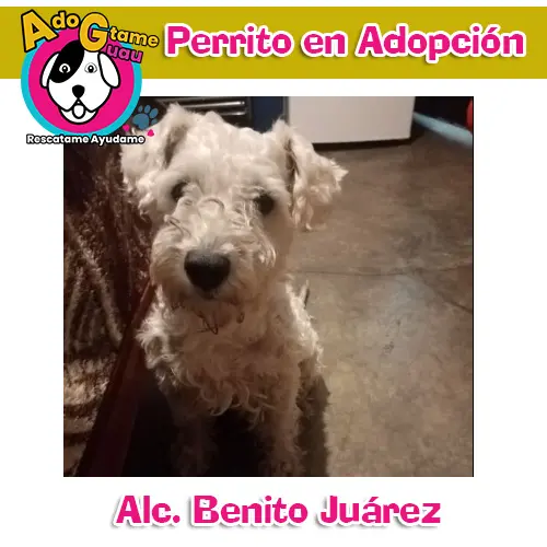 Perrito en Adopción | Caniche | Alc Benito Juárez | 28 Agosto 2022