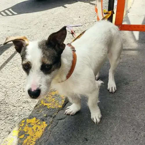 Perrito Adopción Jack Rusell Terrier Nezahualcoyotl EDOMEX 04 Sep 2022