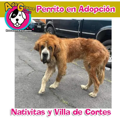 Perrito en Adopción | San Bernardo | Nativitas | 28 Agosto 2022