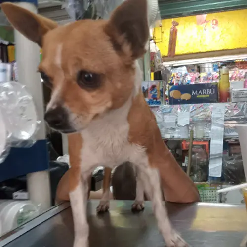 Perrito Perdido | Chihuahua | En Acogida | 01 Septiembre 2022
