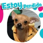 Perrito Perdido Chihuahua Federal  CDMX 29 Septiembre 2022