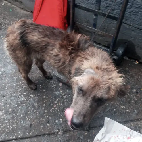 Perrito Perdido Mestizo Pastor Belga malinois Cafe Coyoacán CU CDMX