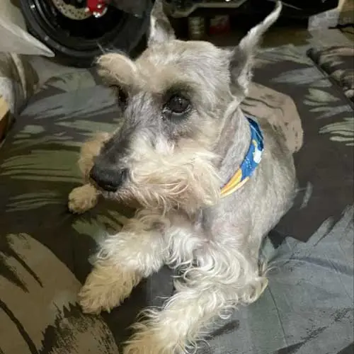 Perrito Perdido Schnauzer Gris Iztapalapa CDMX 29 Septiembre 2022