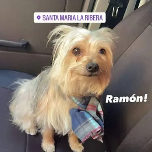 Perrito Perdido Yorkie Santa Maria la Rivera Cuahutémoc CDMX 12 Septiembre 2022