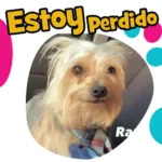 Perrito Perdido Yorkie Santa Maria la Rivera Cuahutémoc CDMX 12 Septiembre 2022