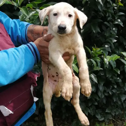 Perritos Gatitos Urge Adopción Eviten que los sacrifiquen Tultitlán EDOMEX 05/ Sep/2022