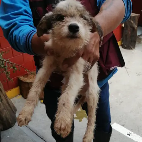 Perritos Gatitos Urge Adopción Eviten que los sacrifiquen Tultitlán EDOMEX 05/ Sep/2022