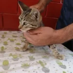 Perritos Gatitos Urge Adopción Eviten que los sacrifiquen Tultitlán EDOMEX 05/ Sep/2022