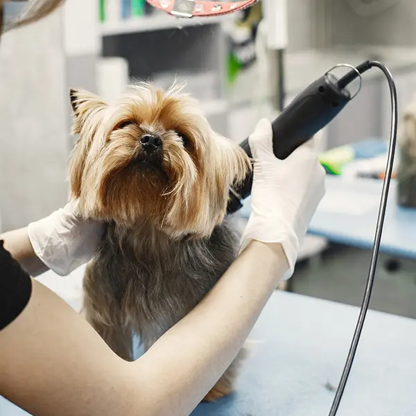 Estética canina perrito que le cortan el pelo