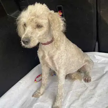 Perrita Perdida French Pooddle Gustavo A Madero CDMX 06 Octubre 2022