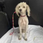 Perrita Perdida French Pooddle Gustavo A Madero CDMX 06 Octubre 2022