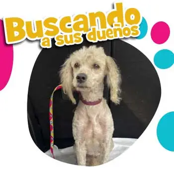 Perrita Perdida French Pooddle Gustavo A Madero CDMX 06 Octubre 2022