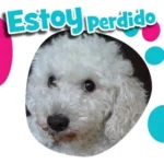 Perrito Perdido Caniche (Poodle Toy Maltipoo) Arenal CDMX 04 Octubre 2022