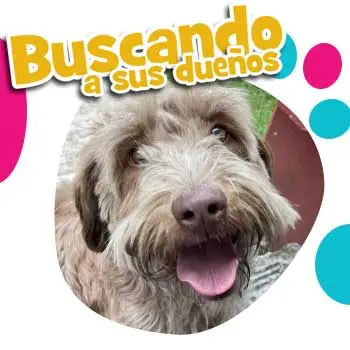 Perrito Perdido Otterhound Mestizo Cuautitlan Izcalli EDOMEX Octubre 2022