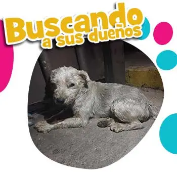 Perrito Perdido Schnauzer Cuautitlan Izcalli EDOMEX 01 Octubre 2022