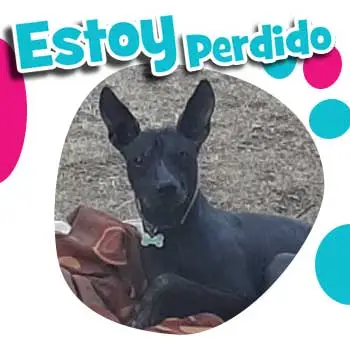 Perrito Perdido Toy Terrier Mestizo Atizapán EDOMEX 10 Octubre 2022