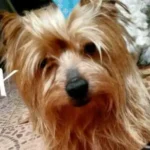 Perrito Perdido Yorkshire Terrier Coyoacán CDMX 10 Octubre 2022