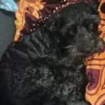 Perrito Perdido Mestizo Maltes con Schnauzer Héroes Ecatepec 3ra sección | ECATEPEC | EDOMEX 2023