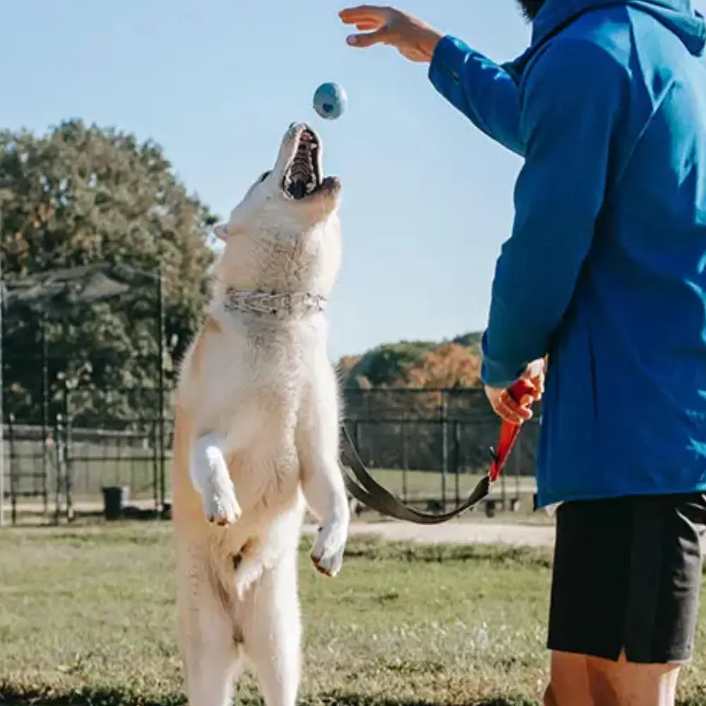 Entrenadores de Perros en una Escuela de Adiestramiento Canino.