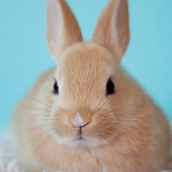 Concientización sobre el maltrato animal y su prevención