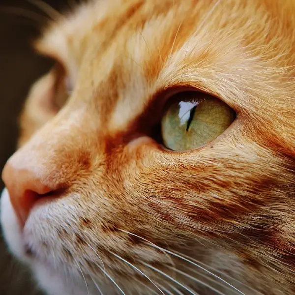 Concientización sobre el Maltrato Animal - Recuperación y Esperanza. Concientización sobre el maltrato animal y su prevención.