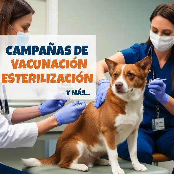Consejos y Guías para Campañas de Vacunación en Perros y Gatos. Consejos y guías sobre campañas de vacunación para mascotas, perros y gatos.