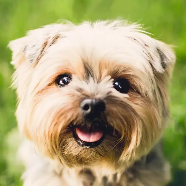 Consejos y guías sobre perros, gatos y mascotas en general.