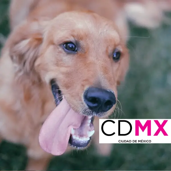 Perreras y Controles Caninos en la Ciudad de México - Cuidado y Atención Perreras y controles caninos en CDMX con personal mexicano