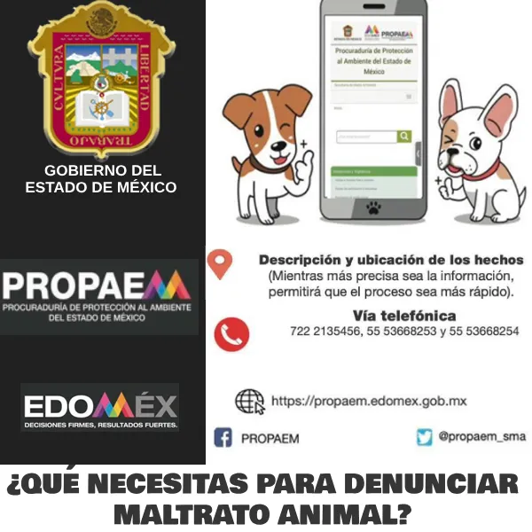 Perrito con teléfono para denunciar maltrato animal en México, EDOMEX (600 x 600)