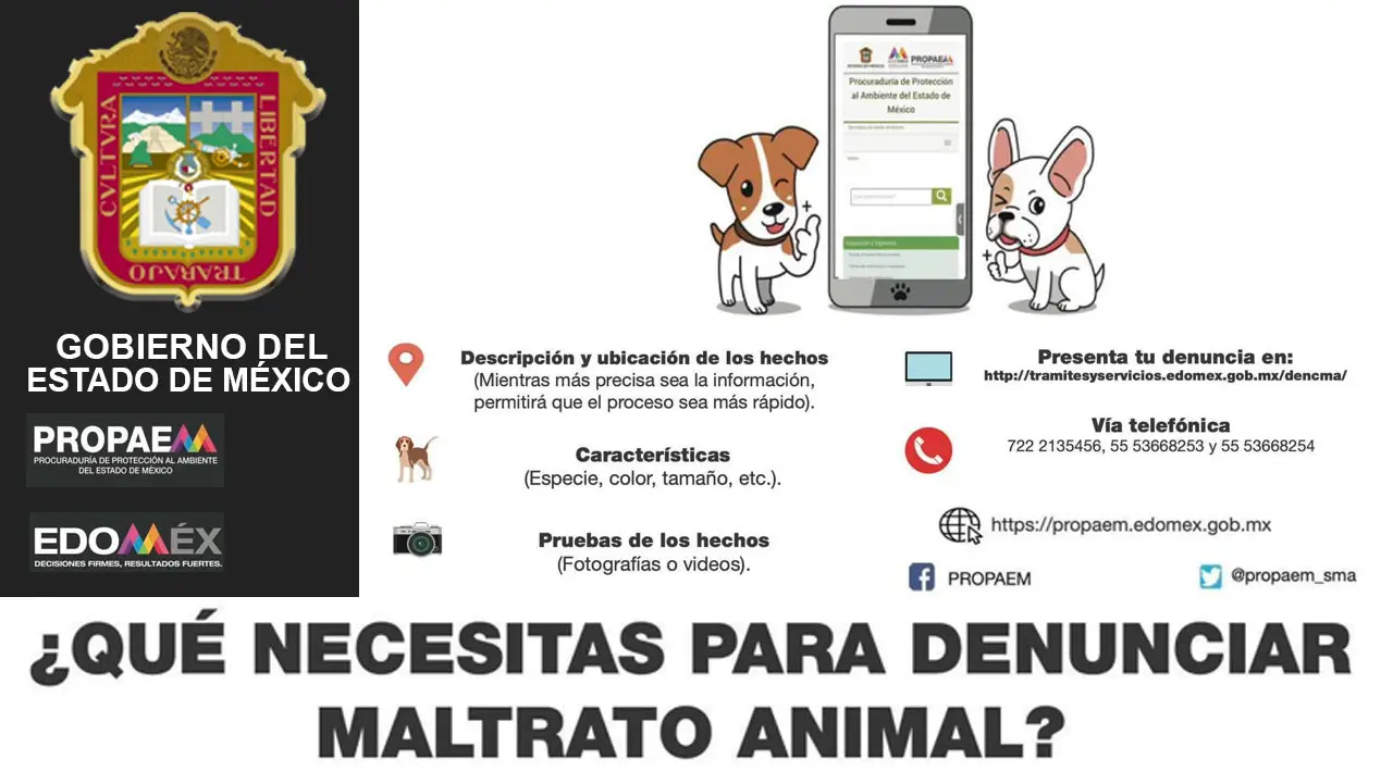 Lindo perrito con teléfono grande para denunciar maltrato animal en México, EDOMEX (1280 x 720)