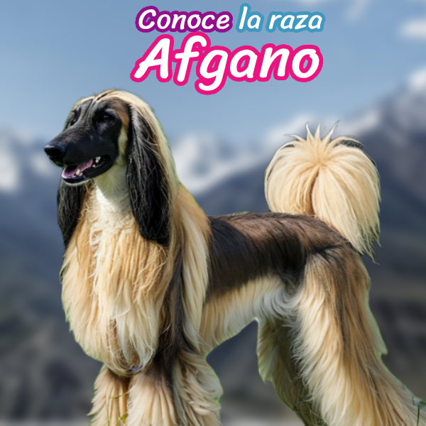 Características del perro Afgano: tamaño, peso, origen y colores destacados