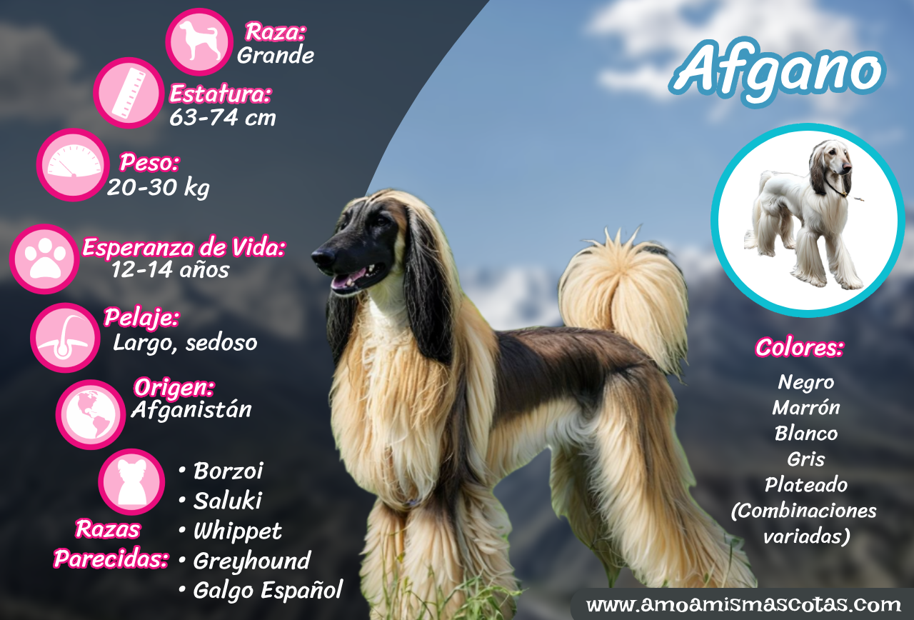 Infografía completa del perro Afgano: tamaño, peso, altura, origen y colores.