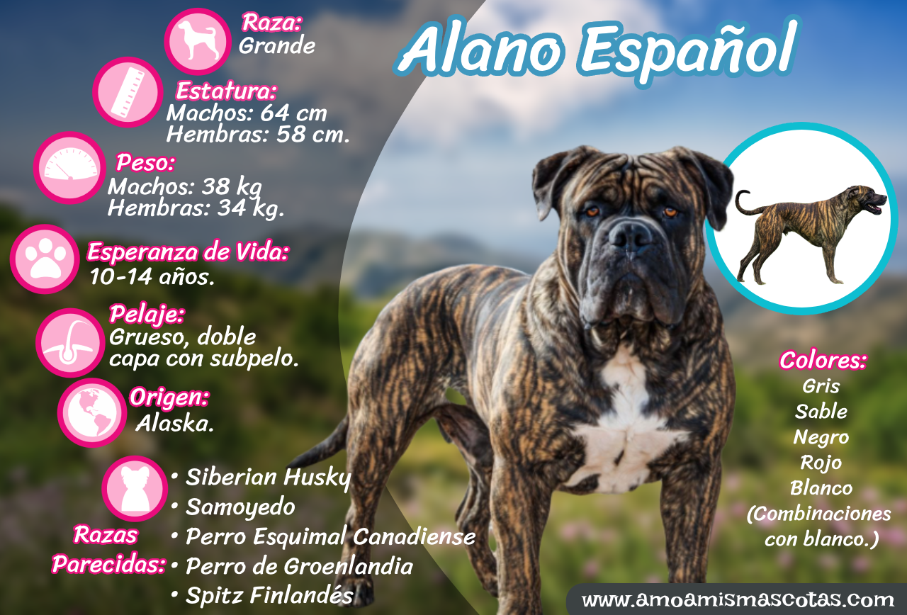 Infografía del Alano Español: Tamaño, Peso, Altura, Origen, Esperanza de Vida y Colores.