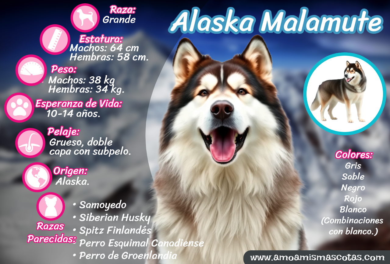 Características clave del perro Alaska Malamute en formato visual.