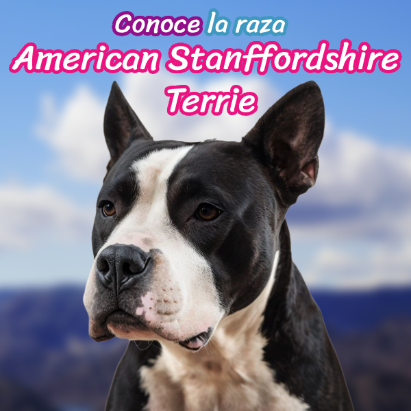 Infografía destacada del American Staffordshire Terrier con información clave sobre la raza.