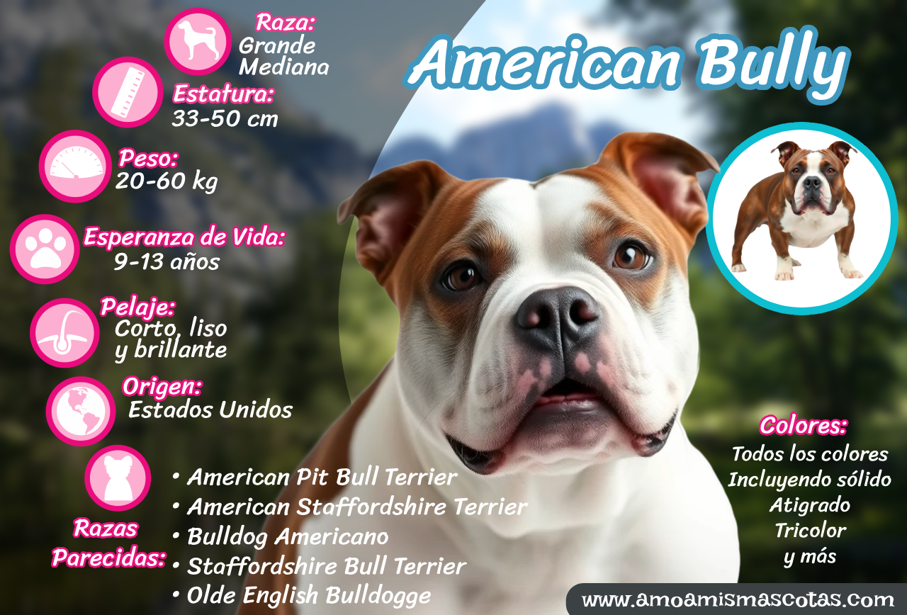 Infografía del American Bully con tamaño, peso, altura, origen, esperanza de vida y colores.