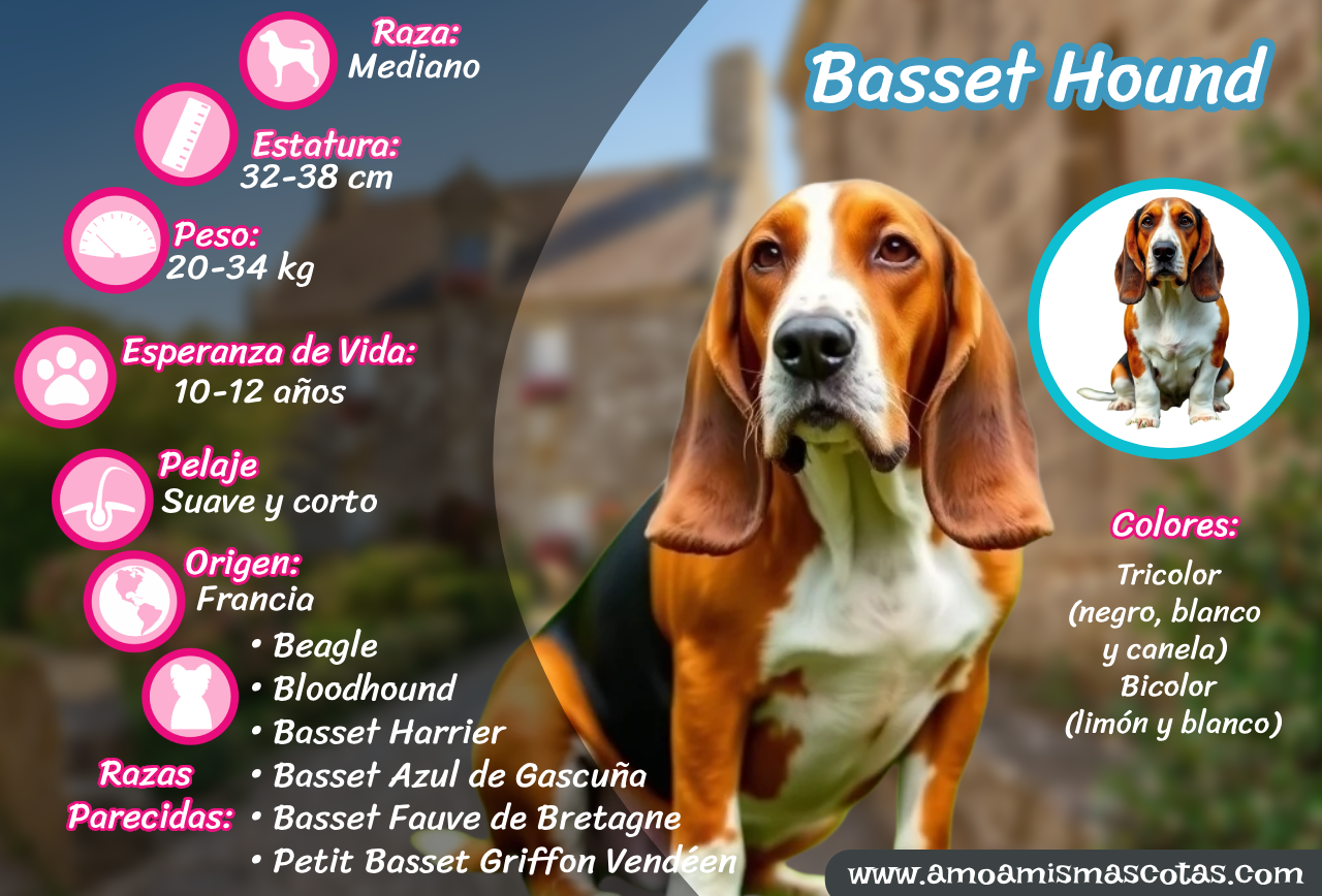 Basset Hound – Información sobre tamaño, peso, altura, origen, esperanza de vida y colores.