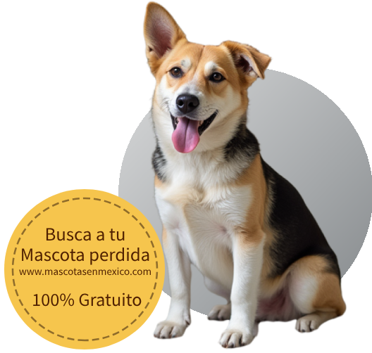 Una imagen que dice encuentra a tu mascota perdida cien porciento gratis y viene con la direccion de la pagina web mascotasenmexico.com