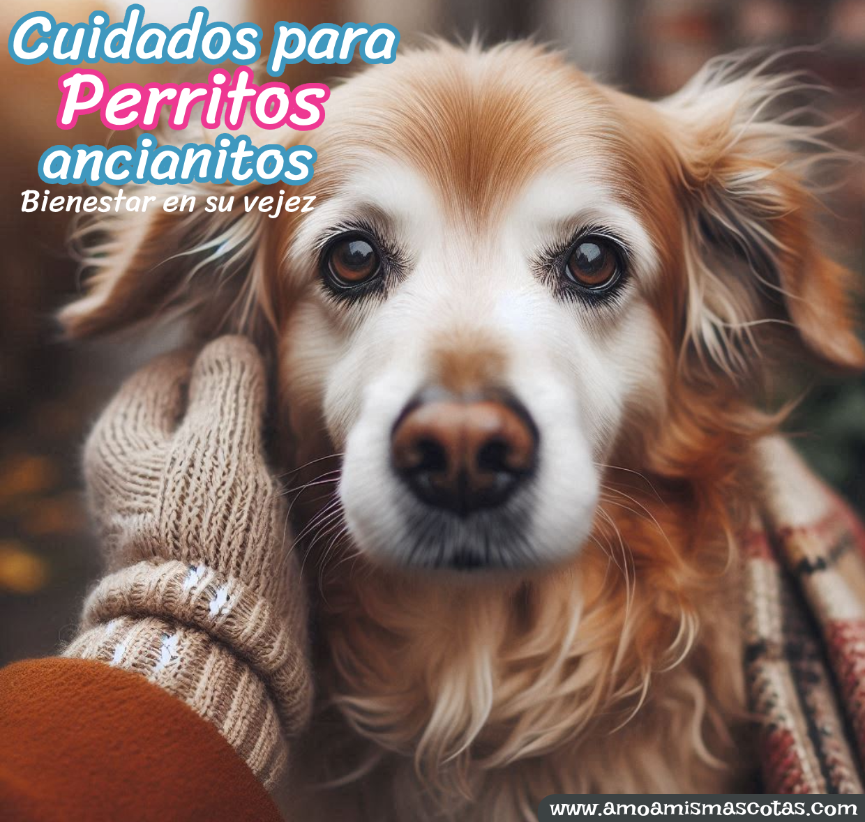 Perrito ancianito recibiendo caricias, representando los cuidados que necesita en su etapa senior.