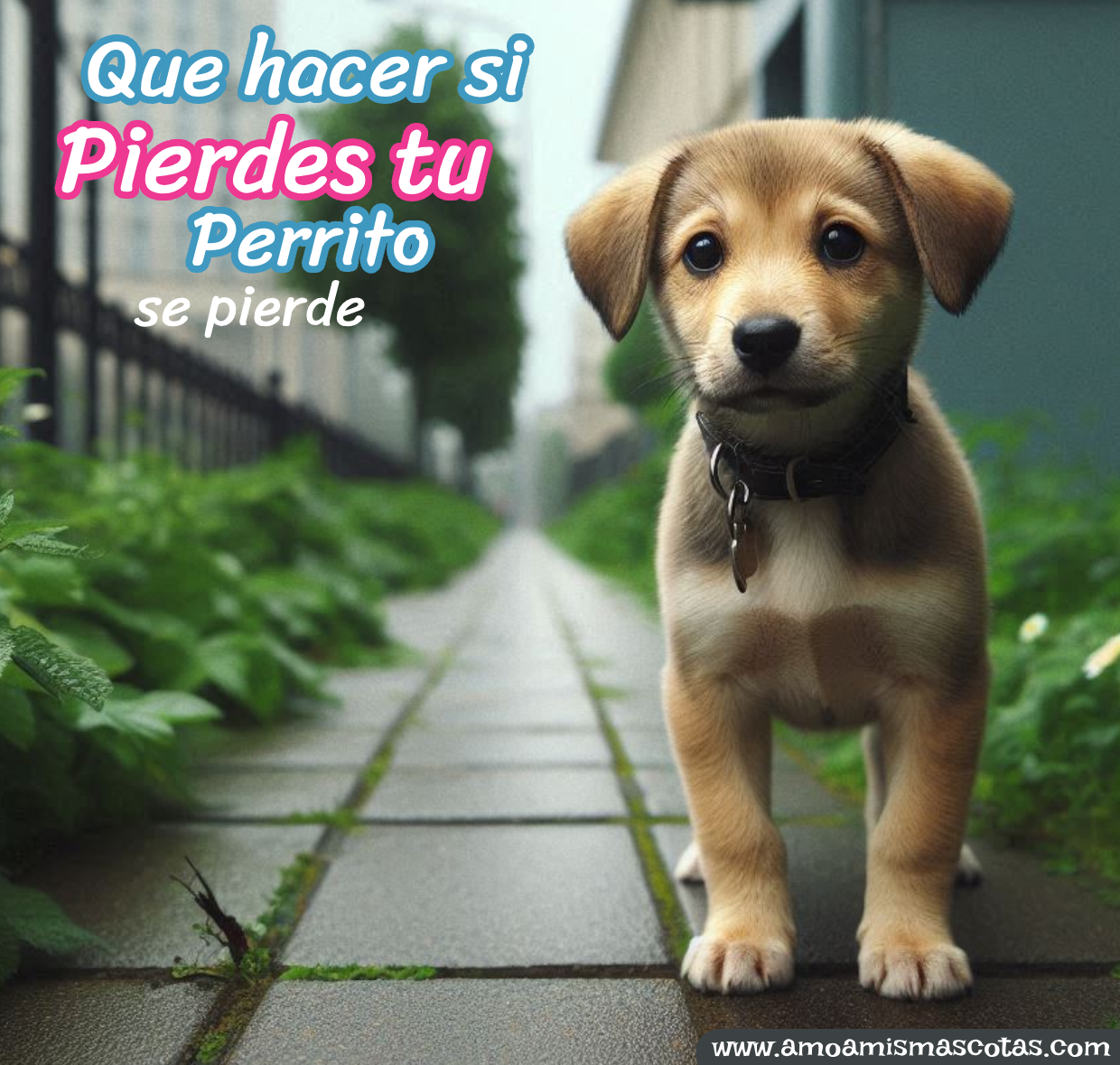 Cómo localizar a un perro perdido: guía completa de consejos y acciones