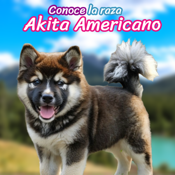 Infografía destacada del Akita Americano con datos sobre tamaño, peso, altura, origen, esperanza de vida y colores