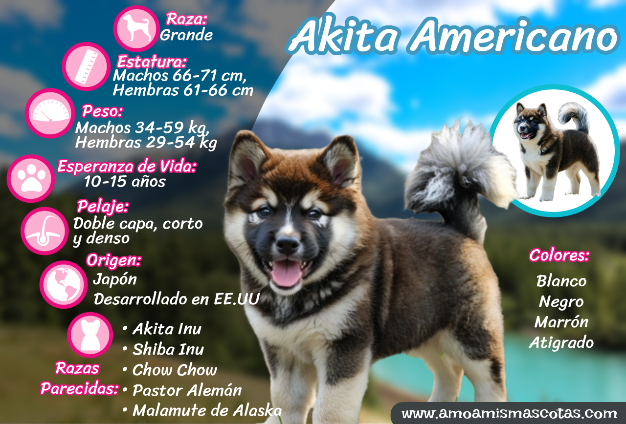 Infografía del Akita Americano con información sobre tamaño, peso, altura, origen, esperanza de vida y colores