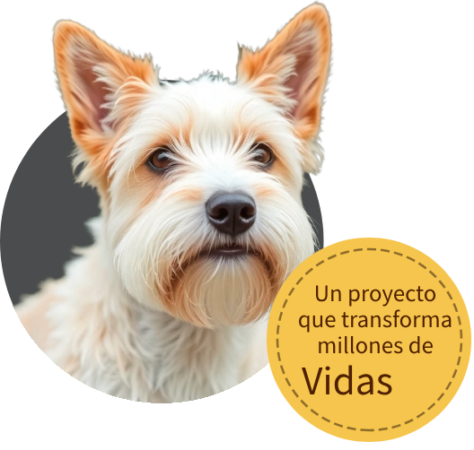 ayudanos a rescatar a millones de perritos en situación de calle.