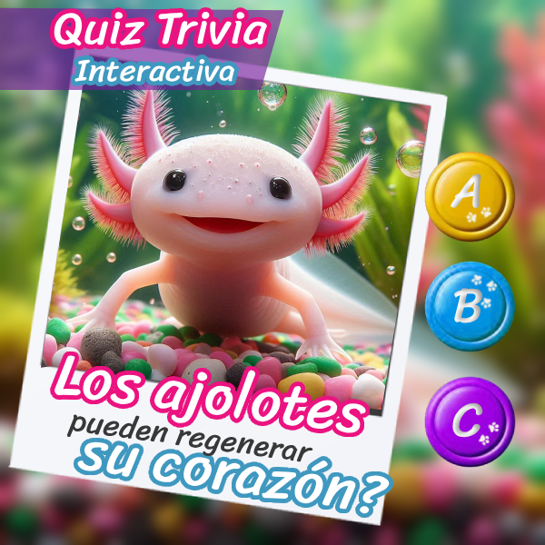 Imagen de un hermoso ajolote para el quiz interactivo sobre su vida y costumbres.