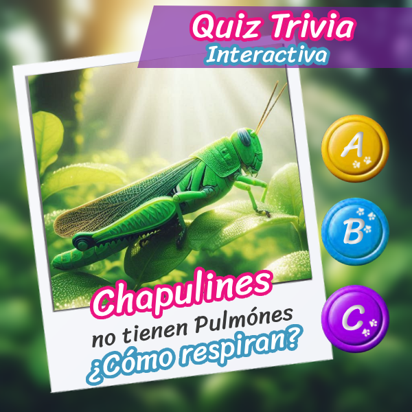 Imagen de un hermoso chapulín para el quiz interactivo sobre su vida y costumbres.