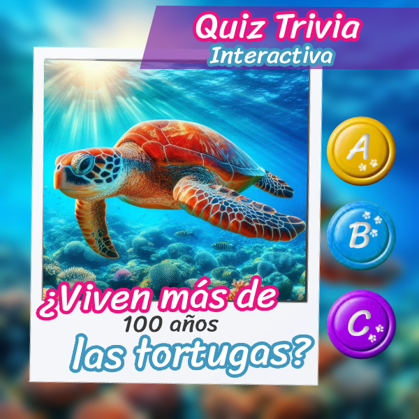 Imagen de una hermosa tortuga para el quiz interactivo sobre su vida y costumbres.